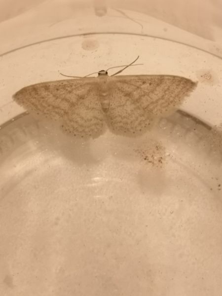 Scopula immutata  - Françoise Rauzieres (TGB-SSNTG)