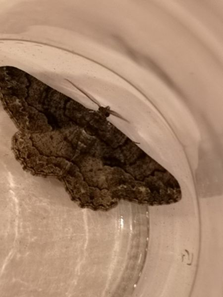 Peribatodes ilicaria  - Françoise Rauzieres (TGB-SSNTG)