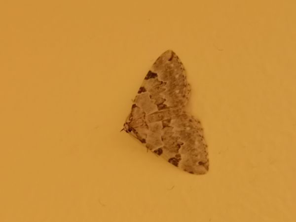 Colostygia pectinataria  - Françoise Rauzieres (TGB-SSNTG)