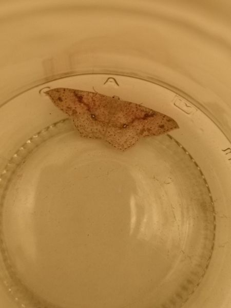 Cyclophora porata  - Françoise Rauzieres (TGB-SSNTG)
