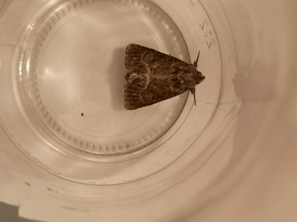 Noctuelle cythérée  - Françoise Rauzieres (TGB-SSNTG)