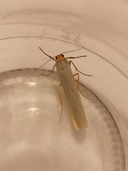 Eilema sp.  - Françoise Rauzieres (TGB-SSNTG)