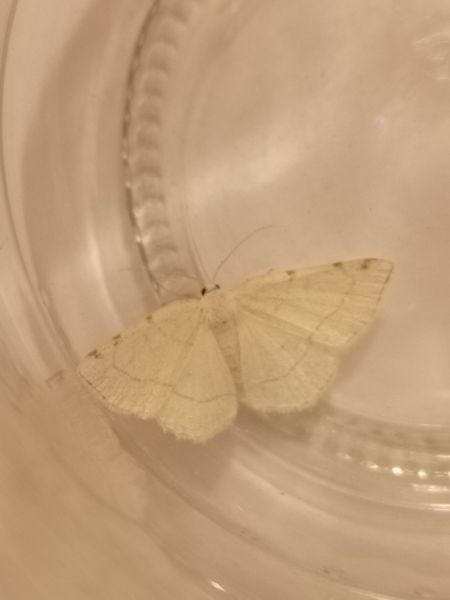 Stegania trimaculata  - Françoise Rauzieres (TGB-SSNTG)