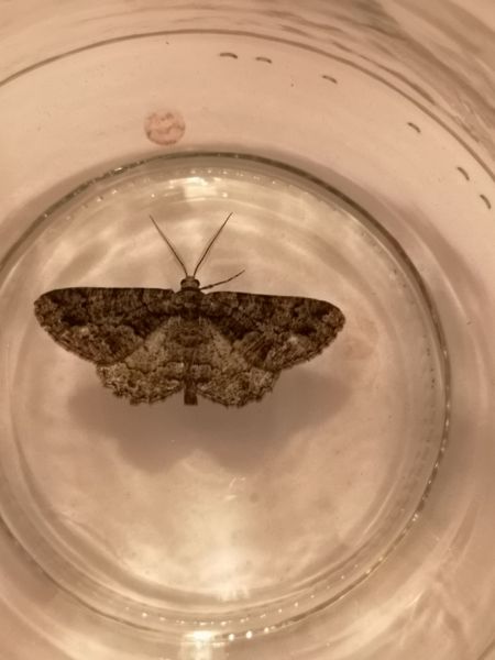 Peribatodes ilicaria  - Françoise Rauzieres (TGB-SSNTG)