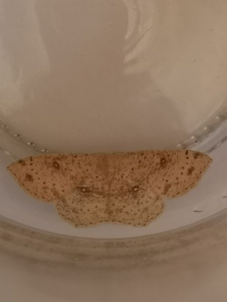 Cyclophora porata  - Françoise Rauzieres (TGB-SSNTG)