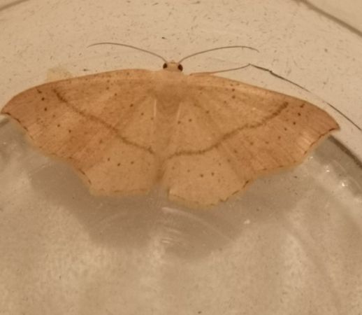 Ephyre ponctuée  - Françoise Rauzieres (TGB-SSNTG)