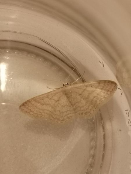 Idaea subsericeata  - Françoise Rauzieres (TGB-SSNTG)