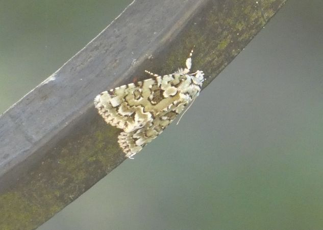 Nyctobrya muralis  - Françoise Rauzieres (TGB-SSNTG)