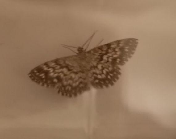 Scopula tessellaria  - Françoise Rauzieres (TGB-SSNTG)
