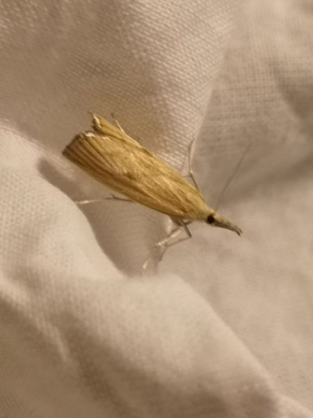 Agriphila indéterminé  - Françoise Rauzieres (TGB-SSNTG)