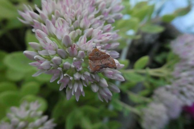 Choreutis nemorana  - Françoise Rauzieres (TGB-SSNTG)