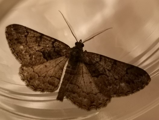 Peribatodes ilicaria  - Françoise Rauzieres (TGB-SSNTG)