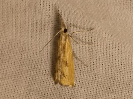 Agriphila indéterminé  - Françoise Rauzieres (TGB-SSNTG)