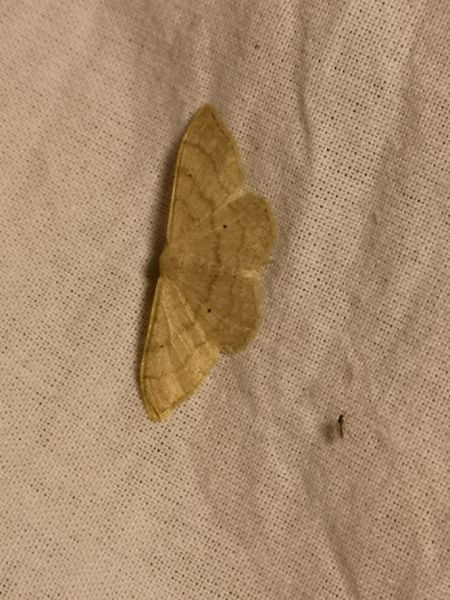 Idaea sp.  - Françoise Rauzieres (TGB-SSNTG)