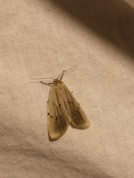 Lithosie crotte-souris  - Françoise Rauzieres (TGB-SSNTG)