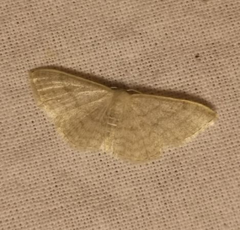 Idaea subsericeata  - Françoise Rauzieres (TGB-SSNTG)