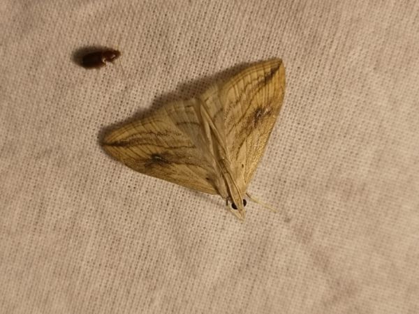 Evergestis forficalis  - Françoise Rauzieres (TGB-SSNTG)