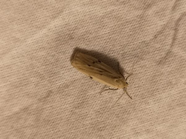 Lithosie crotte-souris  - Françoise Rauzieres (TGB-SSNTG)