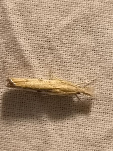 Crambus indéterminé  - Françoise Rauzieres (TGB-SSNTG)