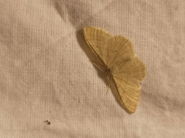 Idaea straminata  - Françoise Rauzieres (TGB-SSNTG)