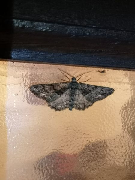 Peribatodes ilicaria  - Françoise Rauzieres (TGB-SSNTG)
