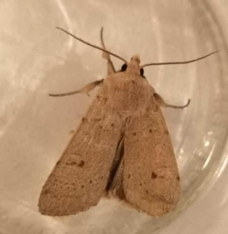 Xestia castanea  - Françoise Rauzieres (TGB-SSNTG)