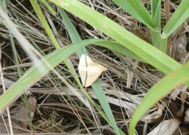 Rhodometra sacraria  - Françoise Rauzieres (TGB-SSNTG)