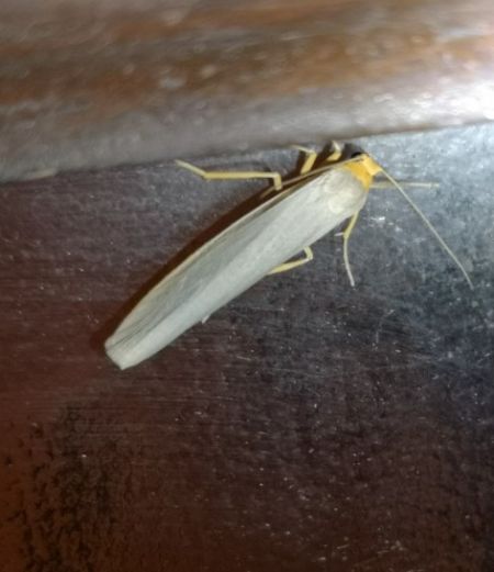 Eilema sp.  - Françoise Rauzieres (TGB-SSNTG)