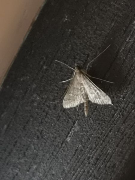 Dolicharthria punctalis  - Françoise Rauzieres (TGB-SSNTG)