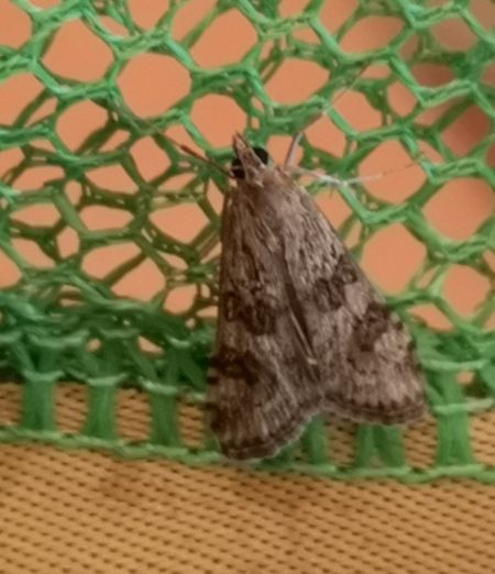 Pyrale de la Luzerne  - Françoise Rauzieres (TGB-SSNTG)