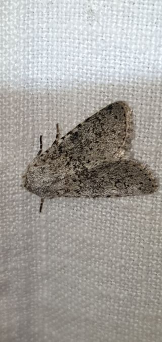 Aporophyla canescens  - Melchior Viallet