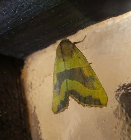 Atethmia centrago  - Françoise Rauzieres (TGB-SSNTG)