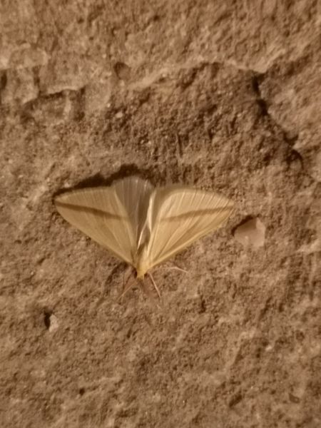 Rhodometra sacraria  - Françoise Rauzieres (TGB-SSNTG)