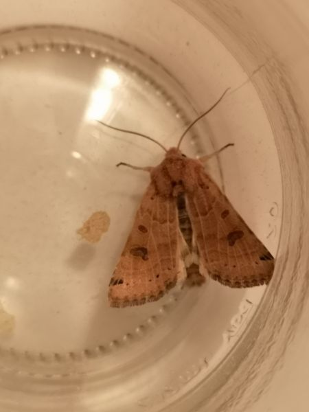 Agrochola lunosa  - Françoise Rauzieres (TGB-SSNTG)