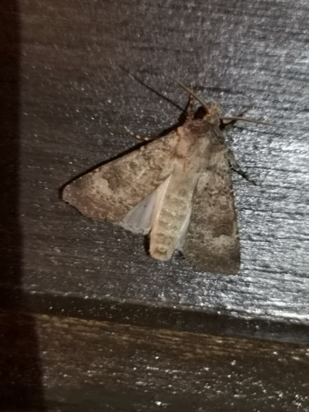 Agrotis trux  - Françoise Rauzieres (TGB-SSNTG)