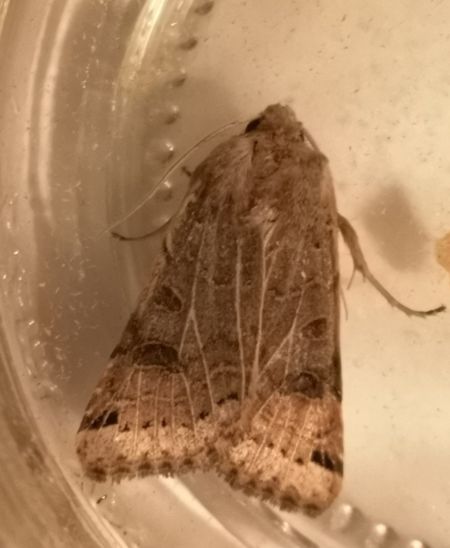 Agrochola lunosa  - Françoise Rauzieres (TGB-SSNTG)