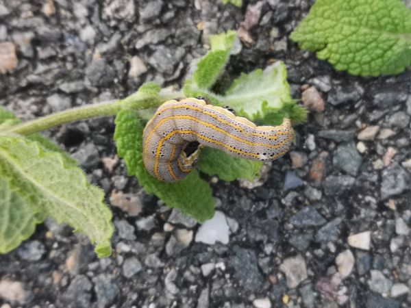 Aedia leucomelas  - Françoise Rauzieres (TGB-SSNTG)
