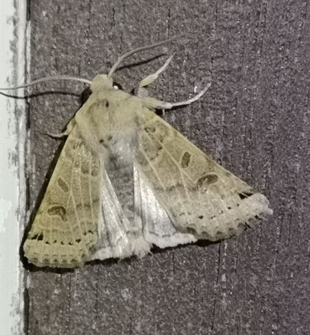 Agrochola lunosa  - Françoise Rauzieres (TGB-SSNTG)