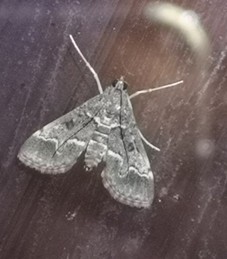 Duponchelia fovealis  - Françoise Rauzieres (TGB-SSNTG)