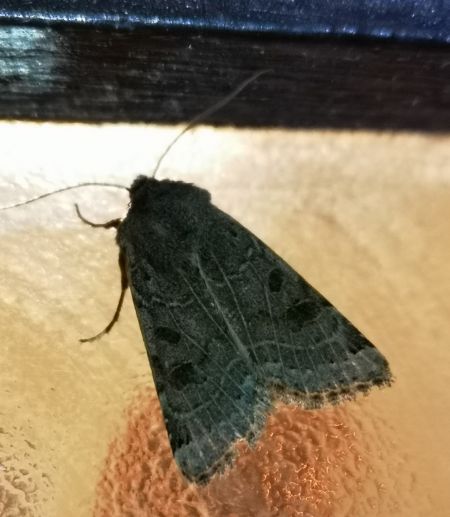 Agrochola lunosa  - Françoise Rauzieres (TGB-SSNTG)