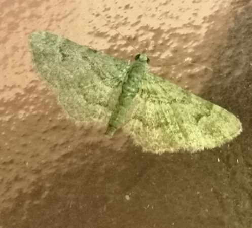 Fausse-Eupithécie  - Françoise Rauzieres (TGB-SSNTG)