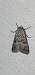 Aporophyla canescens  - Melchior Viallet