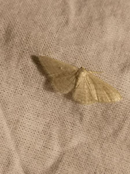 Idaea sp.  - Françoise Rauzieres (TGB-SSNTG)