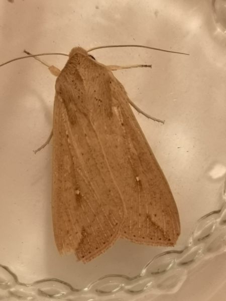 Mythimna unipuncta  - Françoise Rauzieres (TGB-SSNTG)