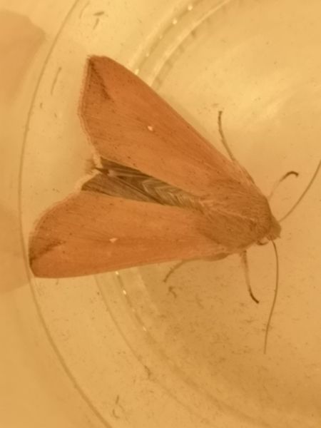 Mythimna unipuncta  - Françoise Rauzieres (TGB-SSNTG)