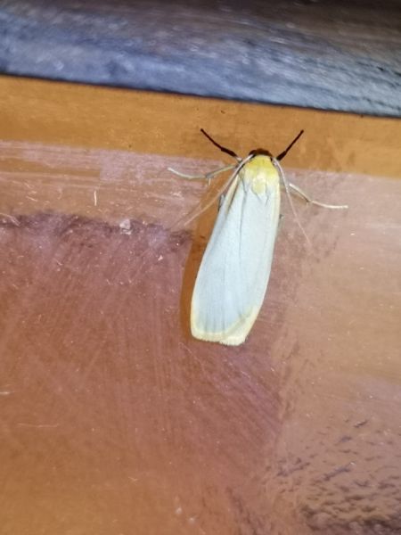 Eilema sp.  - Françoise Rauzieres (TGB-SSNTG)