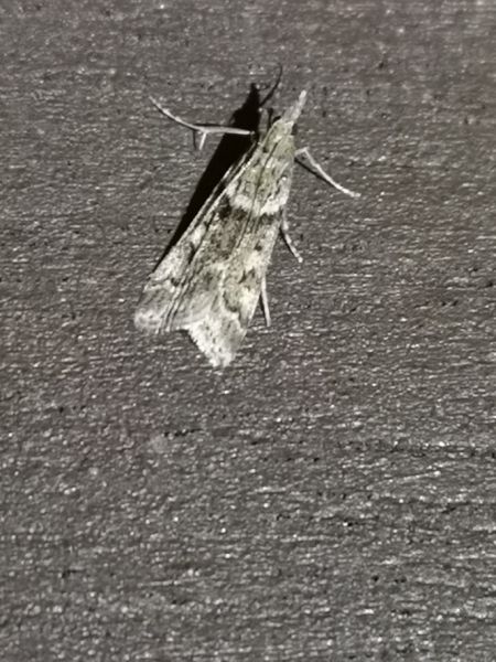Eudonia angustea  - Françoise Rauzieres (TGB-SSNTG)