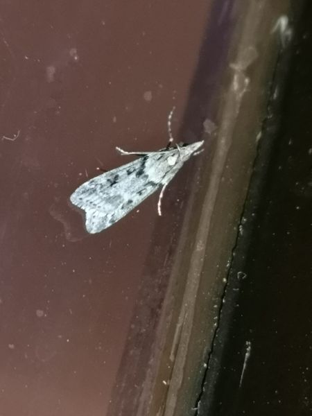 Eudonia angustea  - Françoise Rauzieres (TGB-SSNTG)