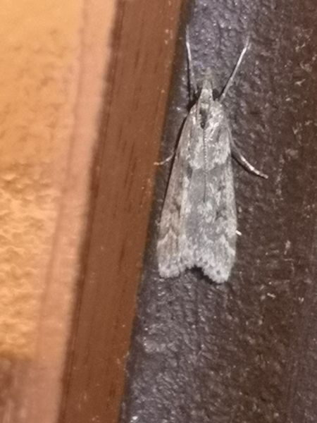 Eudonia angustea  - Françoise Rauzieres (TGB-SSNTG)