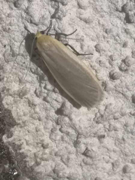 Eilema sp.  - Françoise Rauzieres (TGB-SSNTG)